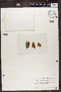 Candelariella rosulans image