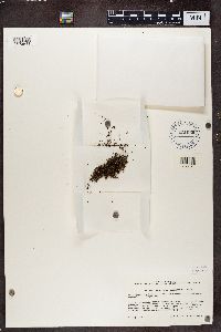 Endocarpon pulvinatum image