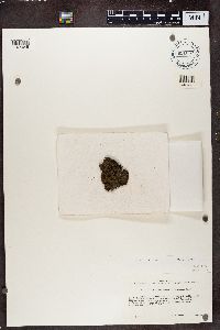 Rinodina turfacea image