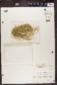 Usnea cavernosa image