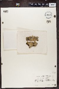 Pseudocyphellaria argyracea image