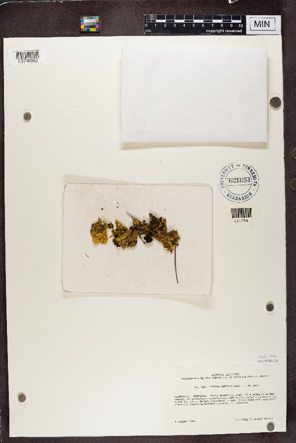 Pseudocyphellaria rubella image