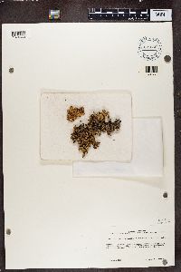 Pseudocyphellaria glabra image