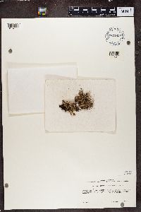 Cladonia squamosa image