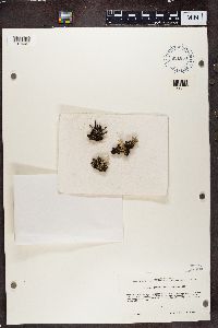 Cladonia coccifera image