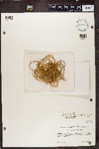 Usnea torquescens image