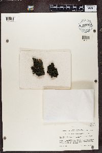 Leptogium brebissonii image