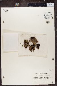 Peltigera horizontalis image