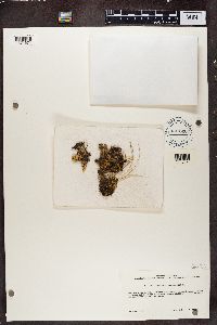 Peltigera dolichorhiza image