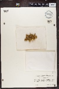 Usnea scabrida image