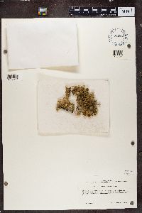 Usnea scabrida image