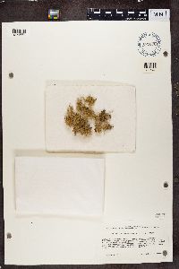 Media resource of Usnea angulosa