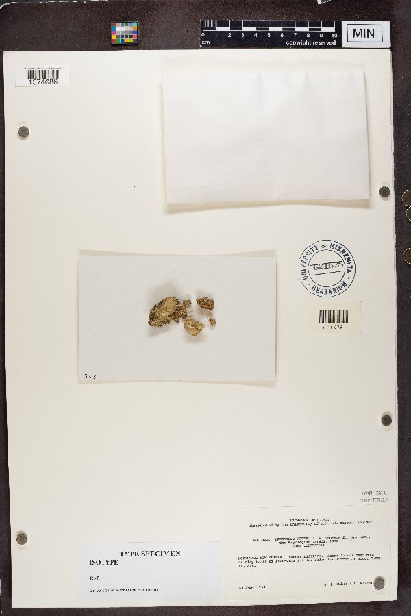 Baeomyces weberi image