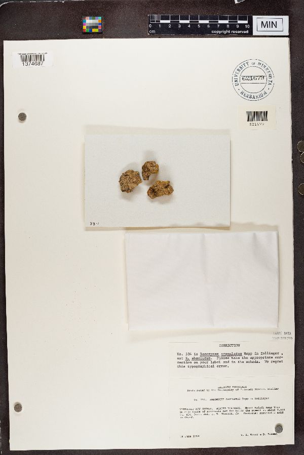 Baeomyces crenulatus image
