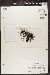 Collema cristatum image