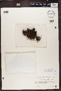 Physconia muscigena image