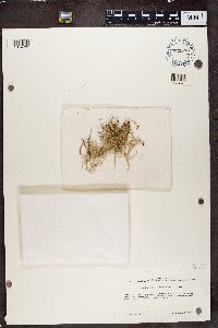 Ramalina fraxinea image