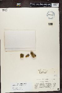 Xanthoria fallax image