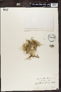 Usnea mutabilis image