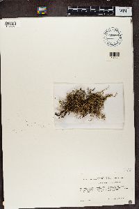 Cladonia scabriuscula image