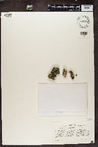 Cladonia ramulosa image