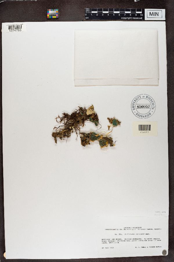 Dictyonema irpicinum image