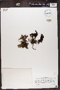 Pseudocyphellaria gilva image