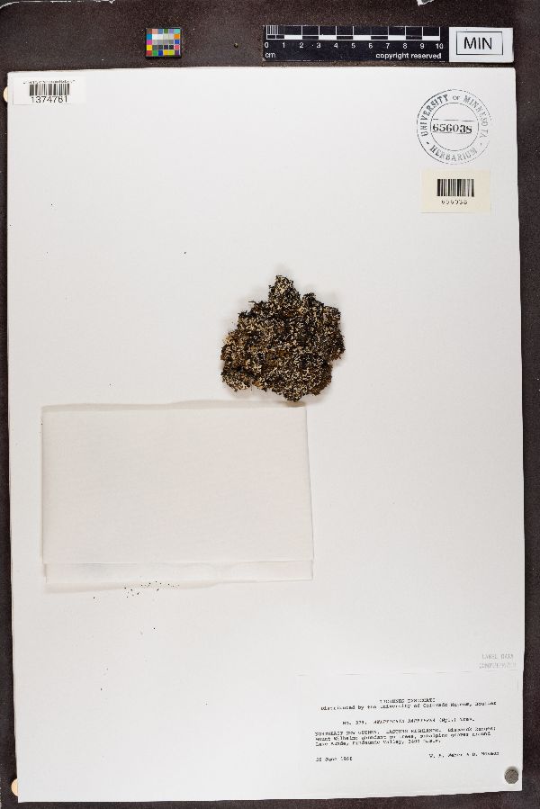 Heterodermia barbifera image