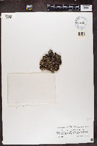 Media resource of Heterodermia barbifera