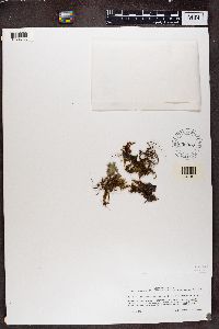 Leptogium moluccanum image
