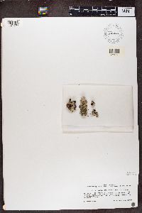 Hypogymnia billardieri image