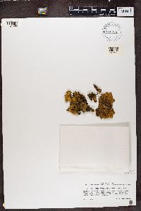 Pseudocyphellaria coronata image