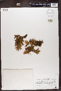 Pseudocyphellaria glabra image