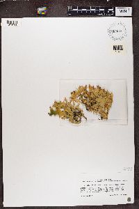 Pseudocyphellaria glabra image