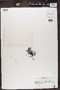 Enchylium polycarpon image