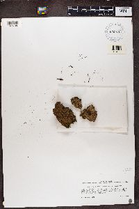 Protopannaria pezizoides image