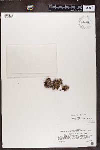 Physconia detersa image