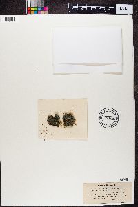 Thumbnail image of current specimen