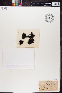 Umbilicaria hyperborea image