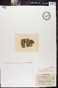 Buellia parasema image