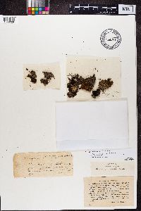 Rinodina turfacea image