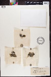 Media resource of Phylliscum demangeonii