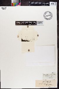 Thumbnail image of current specimen