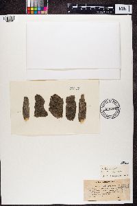 Rinodina exigua image