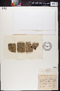 Buellia parasema image