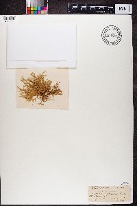 Evernia prunastri image