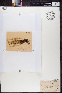 Cladonia gracilis image