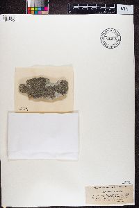 Lecidella viridans image