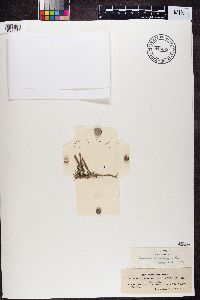 Buellia punctiformis image