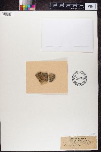 Lecanora marginata image